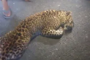 UP: ट्रांस शारदा में वाहन की टक्कर से तेंदुआ की मौत, नहर किनारे मिला शव