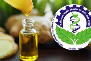 अदरक का तेल बनेगा सोरायसिस के लिए रामबाण, CSIR-CIMAP के शोध में सामने आए चौंकाने वाले परिणाम