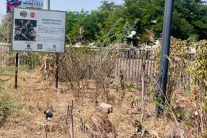 Prayagraj News: सौंदर्यीकरण के लिए लगाए गए पौधे सूखने लगे, पीडीए की लापरवाही पर उठे सवाल