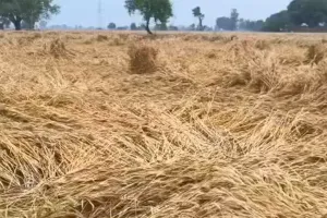 Sitapur News: बेमौसम बारिश से गेहूं की गुणवत्ता प्रभावित, किसानों की बढ़ी चिंता 