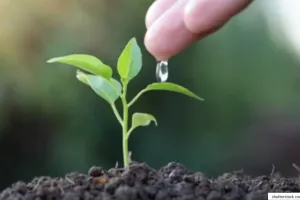 शैक्षिक संस्थान लगाएंगे 44 लाख से अधिक पौधे... वर्ष 2026-27 में प्रदेश में होगा 35 करोड़ पौधों का रोपण