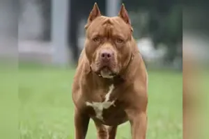 Uttrakhand: प्रतिबंधित कुत्ते भी पाल रहे हल्द्वानीवासी, ऑनलाइन रजिस्ट्रेशन से खुलासा