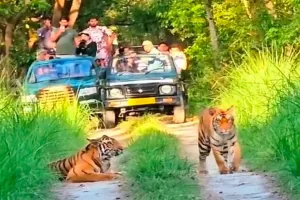 पीटीआर:सिर चढ़कर बोला छुट्टी का खुमार, बाघ-भालू देख रोमांचित हुए सैलानी 