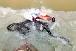 UP:नहर की झाल में उतराता मिला मादा तेंदुआ का शव, मचा हड़कंप