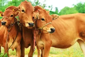 जौनपुर ने पेश की मिसाल:  DM की अपील पर गौ-वंशों के लिए उमड़ा जनसैलाब, 5788 कुंतल भूसा मिला दान
