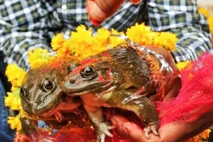 अनोखी परंपरा:  प्रकृति और परंपरा का संगम मेंढकों की शादी 