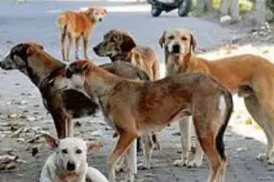 भदोही में आवारा कुत्तों के अटैक का 52 हॉटस्पॉट चिंहित,  बच्चों-बुजुर्गों की सुरक्षा के लिए प्रशासन अलर्ट, स्कूलों में तैनात होंगे नोडल शिक्षक