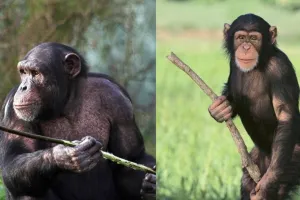 चिंपैंजियों के बीच चल रहा हैखूनी गृहयुद्ध 