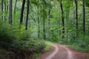  गोरखपुर का कुसम्ही जंगल बनेगा इको-टूरिज्म हब, 4.84 करोड़ की परियोजना, पहली किस्त के 50 लाख रुपये जारी