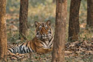वाइल्ड लाइफ :  तराई की समृद्ध जैव विविधता, एक उभरता वैश्विक केंद्र
