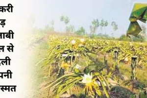 नौकरी छोड़ गुलाबी फल से बदली अपनी किस्मत