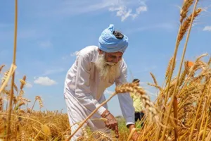 आग से सावधान रहें किसान:  बारिश के बीच कृषि विभाग की एडवाइजरी जारी, भीगे दानों को सुखाने के बाद ही करें भंडारण