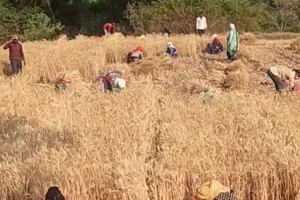  प्रयागराज में किसानों के खिले चेहरे, साफ मौसम से गेहूं की कटाई और मड़ाई में आई तेजी