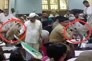 किसान दिवस पर बागपत में अजीबों-गरीब वाकिया....   DM की कुर्सी के पास पहुंचा लंगूर, कुछ समय के लिए बाधित रही कार्यवाही