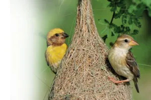 सृष्टि के स्मार्ट सर्जक  