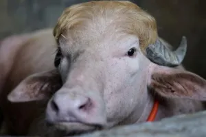Bakra Eid 2026: बकरीद पर नहीं दी जाएगी ''डोनाल्ड ट्रंप'' नाम के भैंसे की कुर्बानी, बांग्लादेशी अधिकारियों ने इस वजह से लिया फैसला