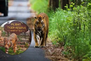 UP News: हरिद्वार में दो बाघो का शिकार, पीलीभीत में PTR प्रशासन भी हुआ अलर्ट, रखी जा रही नजर 