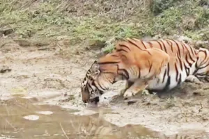 लखीमपुर खीरी : जलाशय पर प्यास बुझाते बाघ को देख रोमांचित हुए पर्यटक