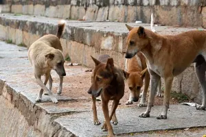 Bareilly News: हजारों की नसबंदी, फिर भी शहर में बेहिसाब बढ़े आवारा कुत्ते