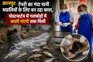कानपुर: टेनरी का गंदा पानी मछलियों के लिए बन रहा काल, पोस्टमार्टम में गलफोड़ों में काली गंदगी जमा मिली