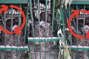 लखीमपुर खीरी न्यूज: गन्ने के खेत से पिंजरे में कैद हुआ खूंखार तेंदुआ, ग्रामीणों ने ली राहत की सांस
