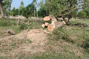 Barabanki News : ग्रामीणों की सतर्कता से पकड़ी गई अवैध लकड़ी, हरा आम का पेड़ काटकर ले जा रहे थे वन माफिया