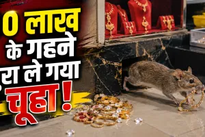 Rat Jewellery Thief: 10 लाख के गहने चुरा ले गया चूहा, CCTV ने खोला राज; बिल खोदा तो मिलीं हीरे की अंगूठियां-सोने की चेन