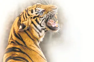 दहाड़ के सामने बीमारी की चुनौती 