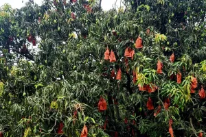 Mango Festival Lucknow : बागों में बहार...लखनऊ में आम का 'त्योहार', 