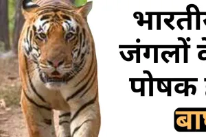 भारतीय जंगलों के पोषक हैं बाघ 