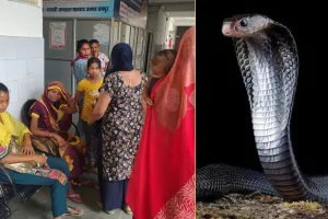 Rampur News : दूसरों की जान बचाने वाले 'स्नेक कैचर' को सांप ने डसा, तड़प कर तोड़ा दम