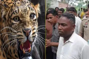 Moradabad News : चारा लेने जा रही 17 वर्षीय किशोरी पर आदमखोर तेंदुए का हमला, बाल-बाल बची जान