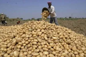 Sambhal News : आलू के दाम गिरे तो नहीं डूबेगी किसानों की कमाई, सरकार देगी राहत 