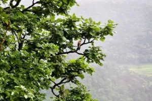 जंगल, बादल, सुरम्य वादियां और पनचक्कियां 
