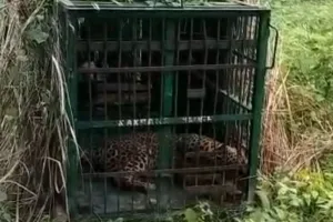 बहराइच में पकड़ा गया खुखार तेंदुआ,  ग्रामीण ने ली राहत की सांस; बकरी के लालच में पिंजड़े में हुआ कैद 