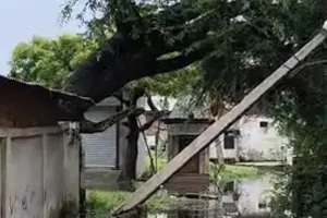 Bahraich news : जलभराव के चलते गिरा विशाल पेड़, बिजली के तीन खंभे टूटे; विद्युत् आपूर्ति बाधित होने से लोगों की मुश्किलें बढ़ी 