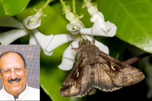 प्रकृति के मौन प्रहरी :  पतंगों के बिना अधूरी है जैव विविधता