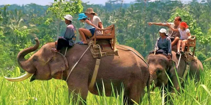 Good News: कर रहे हैं उत्तराखंड जाने की प्लानिंग... तो फिर शुरू हुई कॉर्बेट पार्क में हाथी सफारी और वॉच टावर की सुविधा 