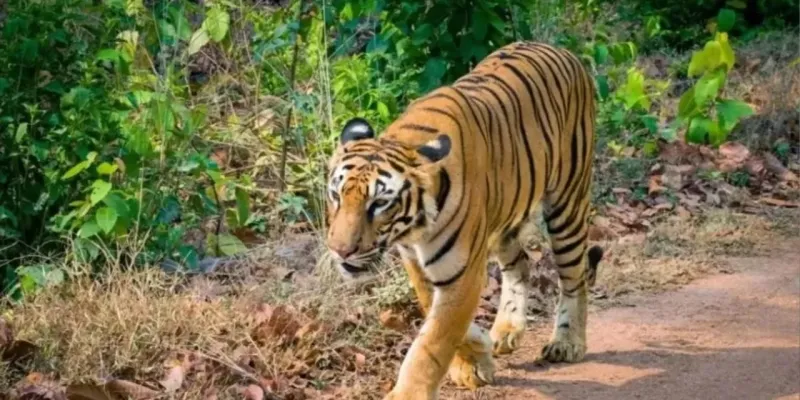 उत्तराखंड : पौड़ी गढ़वाल में आदमखोर बाघ पिंजरे में कैद, ग्रामीणों ने ली राहत की सांस