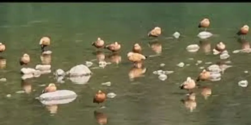 प्रवासी पक्षियों से गुलजार हुआ रामनगर, जलाशयों में सुर्खाब पक्षियों को देखने पहुंच रहे पर्यटक  