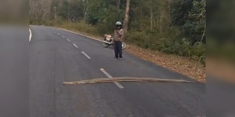 Uttrakhand : कॉर्बेट क्षेत्र के रामनगर-ढेला मार्ग पर विशालकाय अजगर सड़क पर लेटा, दोनों ओर थमा यातायात