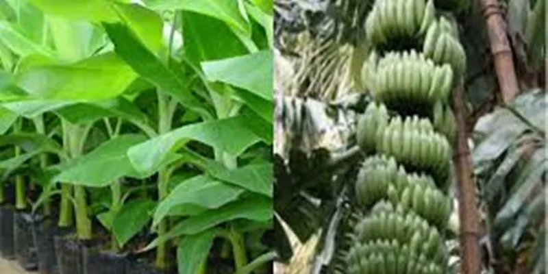 कुशीनगर में बनेगी अत्याधुनिक केला टिशू कल्चर लैब, 4.01 करोड़ रुपये स्वीकृत 