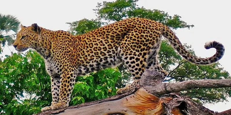 Uttrakhand: नौकुचियाताल में तेंदुआ दिखने से दहशत, सीसीटीवी में हुआ कैद