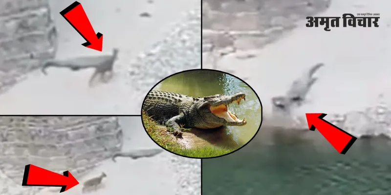 Uttrakhand:  मगरमच्छ ने हिरण को पल भर में बनाया निवाला 