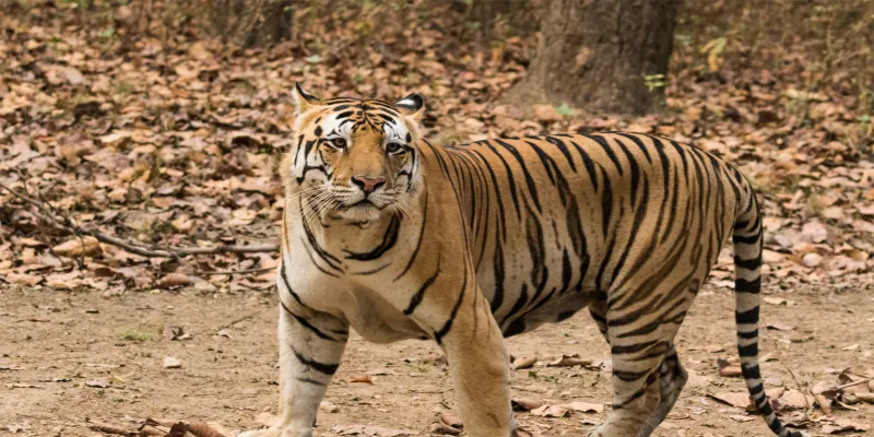 Uttrakhand: वन विभाग ने ट्रैंकुलाइज कर पकड़ा भैंसे को निवाला बनाने वाला बाघ