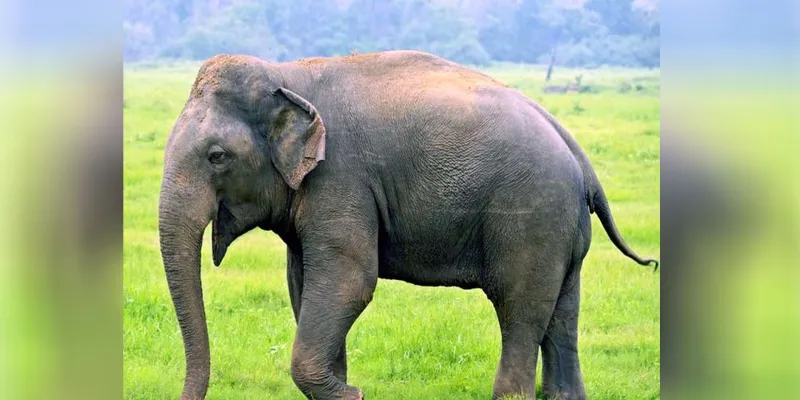 Uttrakhand: दीवार तोड़ घर में घुसा जंगली हाथी, परिवार ने छत पर चढ़कर बचाई जान