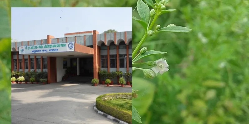 एंडोफाइटिक बैक्टीरिया पौधों की वृद्धि और औषधीय गुणों के असली हीरो: CSIR-CIMAP के रिसर्च में हुआ असली खुलासा