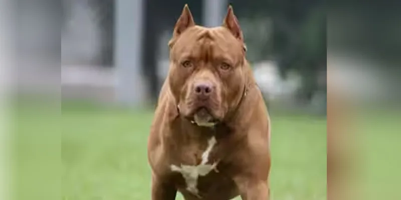 Uttrakhand: प्रतिबंधित कुत्ते भी पाल रहे हल्द्वानीवासी, ऑनलाइन रजिस्ट्रेशन से खुलासा