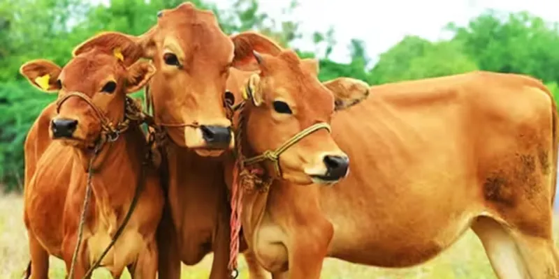 जौनपुर ने पेश की मिसाल:  DM की अपील पर गौ-वंशों के लिए उमड़ा जनसैलाब, 5788 कुंतल भूसा मिला दान