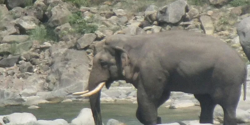 Uttrakhand News: प्रदेश के जंगलों में गजराज की संख्या पता लगाएगा वन विभाग, पहली बार मोबाइल एप में देना होगा डेटा